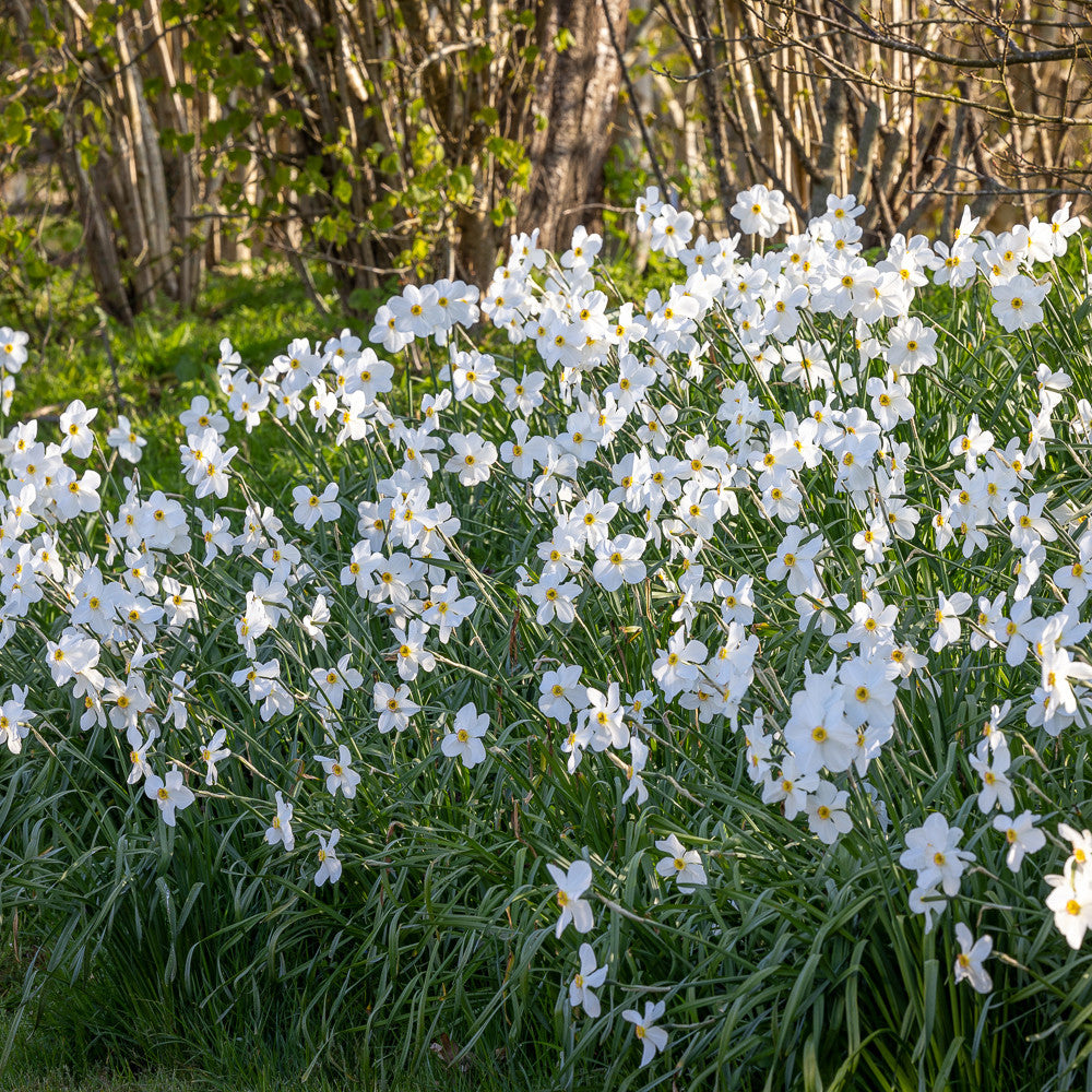 Sarah Raven Bulbs Narcissus Actaea Blumenzwiebeln 15 Stk Duft