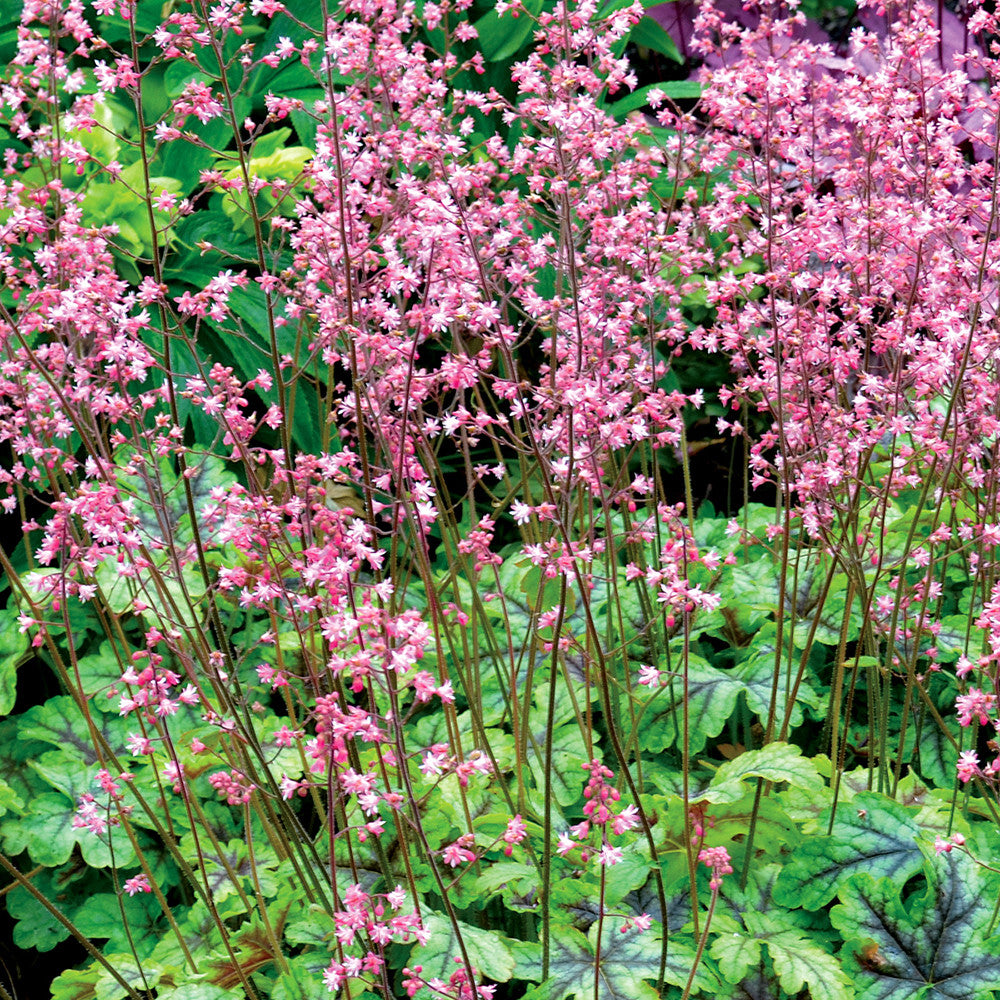 Sarah Raven Plants Heucherella Tapestry Staude 9cm Blattschmuck