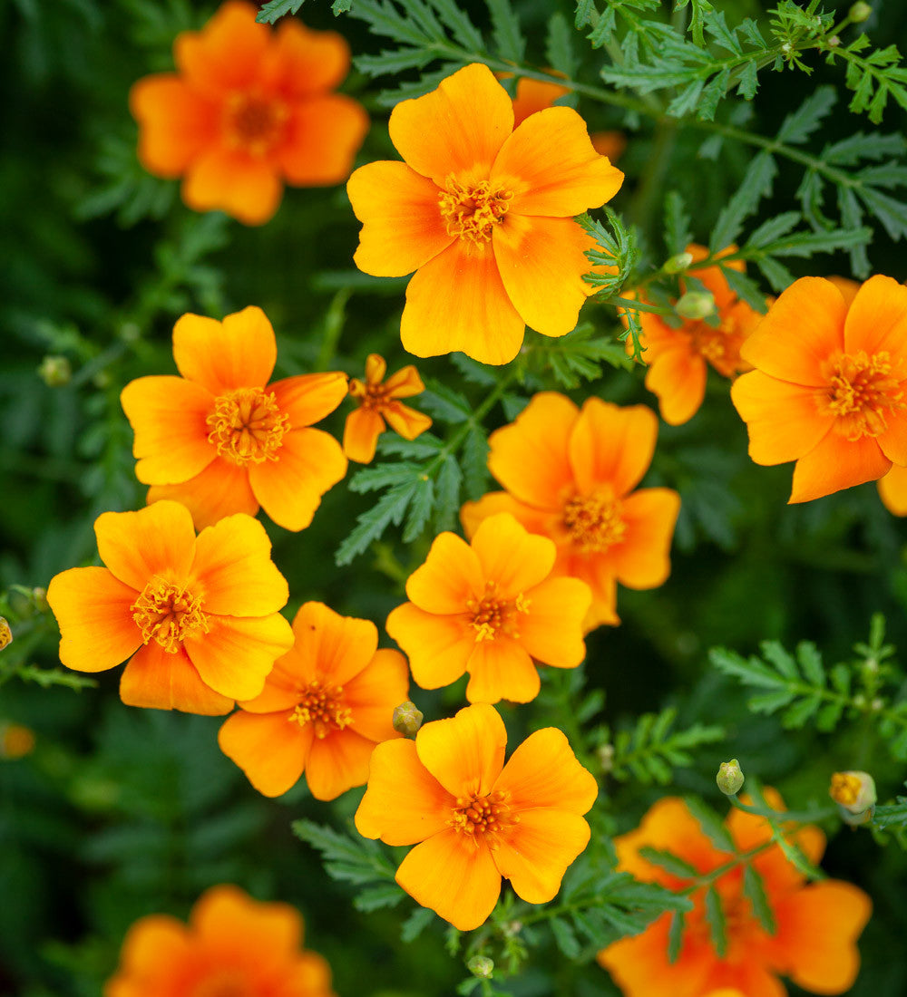 Sarah Raven Tagetes Tangerine Gem Blumensamen 250 Samen