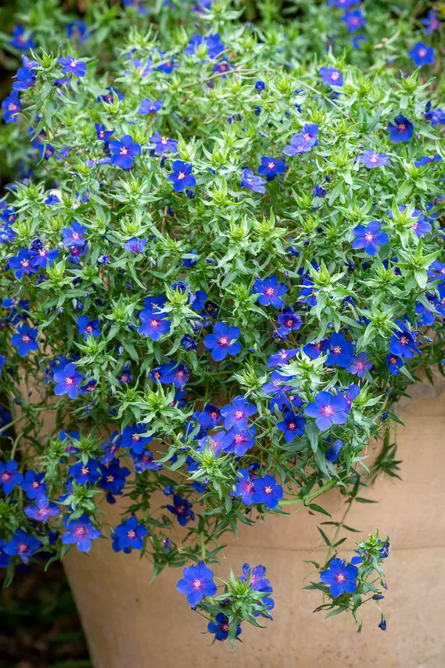 Sarah Raven Plants Anagallis Sky Lover 3x 9cm Topf blau