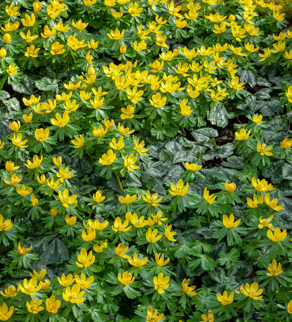 Sarah Raven Bulbs Eranthis Cilicica Blumenzwiebeln 25 Stück gelb