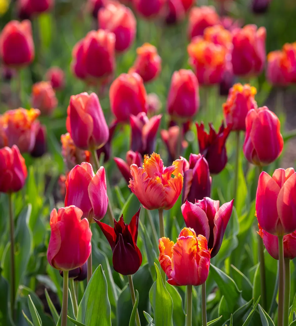Sarah Raven Perfect for Picking Tulpenzwiebeln 40 Stück Schnitt