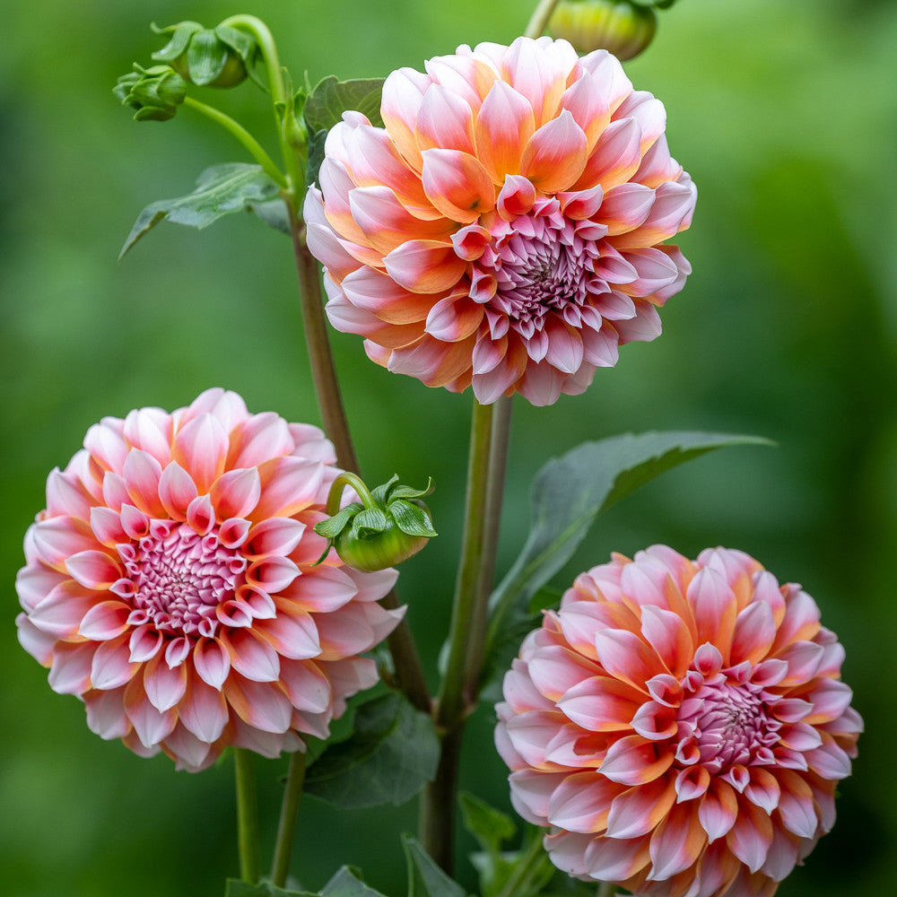 Sarah Raven Bulbs Peach Bellini Dahlia Blumenzwiebeln 4 Knollen pfirsich