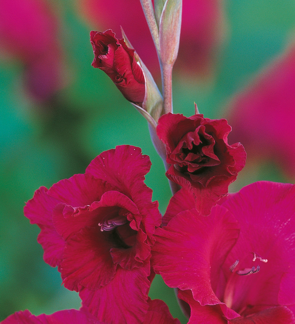 Sarah Raven Bulbs Velvet Gladiolen Kollektion 45 Knollen