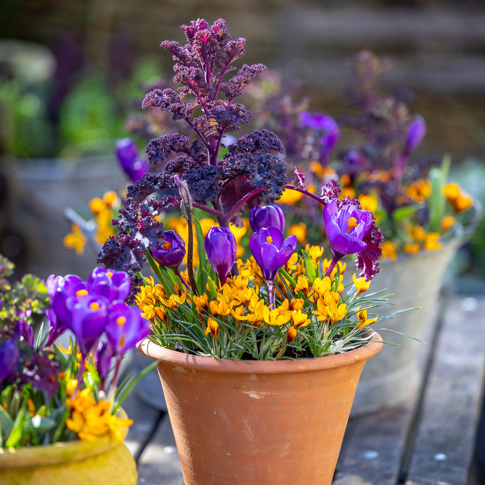 Sarah Raven Bulbs Jaffa Cake Krokus 50 Knollen Orange Monarch Mix