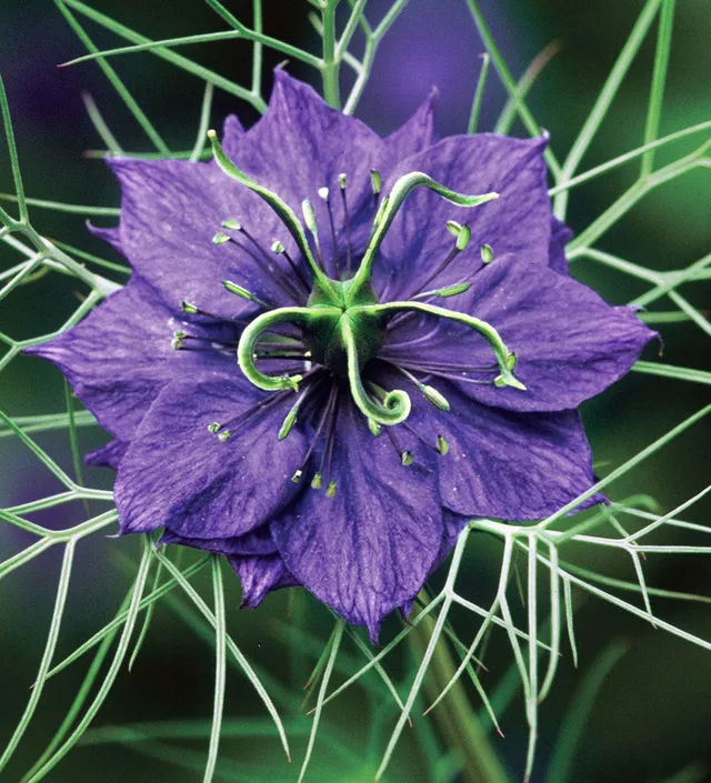 Sarah Raven Seeds Nigella Deep Blue Samen 400 Stück blau