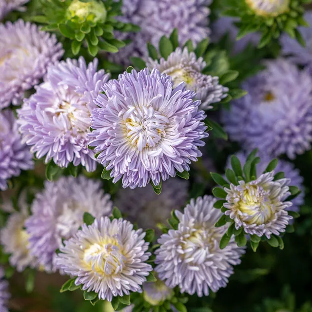 Sarah Raven Seeds Callistephus Lady Coral Lavender Blumensamen 100 Samen