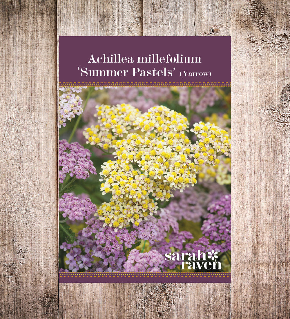 Sarah Raven Plants Achillea millefolium Summer Pastels Samen 50 Stück