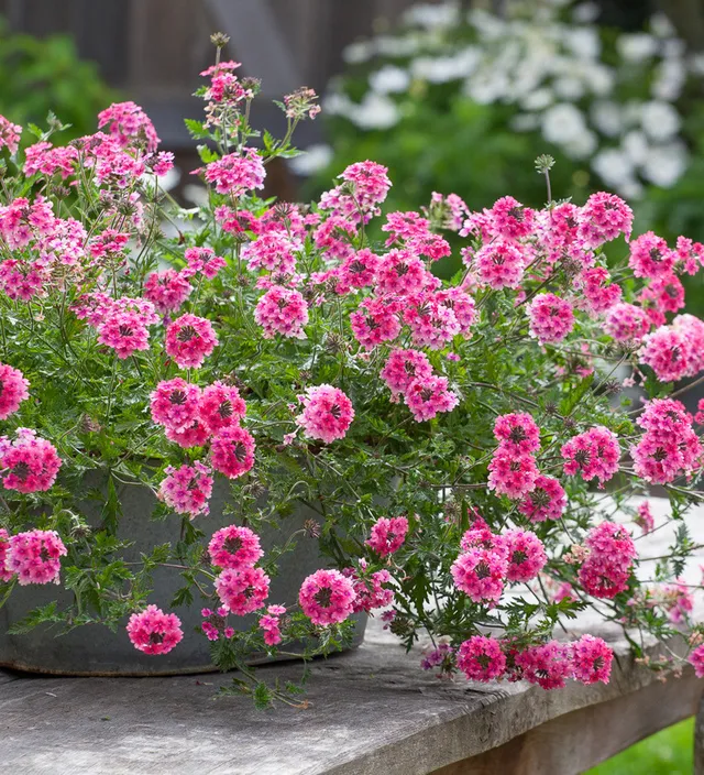 Sarah Raven Plants Verbena Sissinghurst Pflanze 3x9cm pink