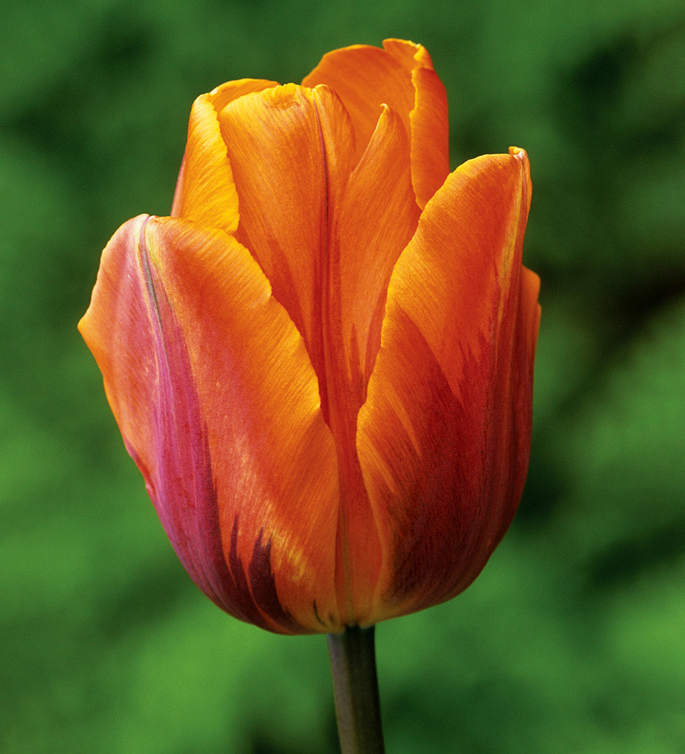 Sarah Raven Tulpe Prinses Irene Blumenzwiebeln 10 Stück orange