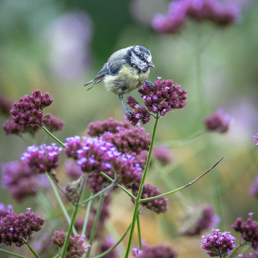 Sarah Raven Verbena bonariensis Samen 250 Stück lila