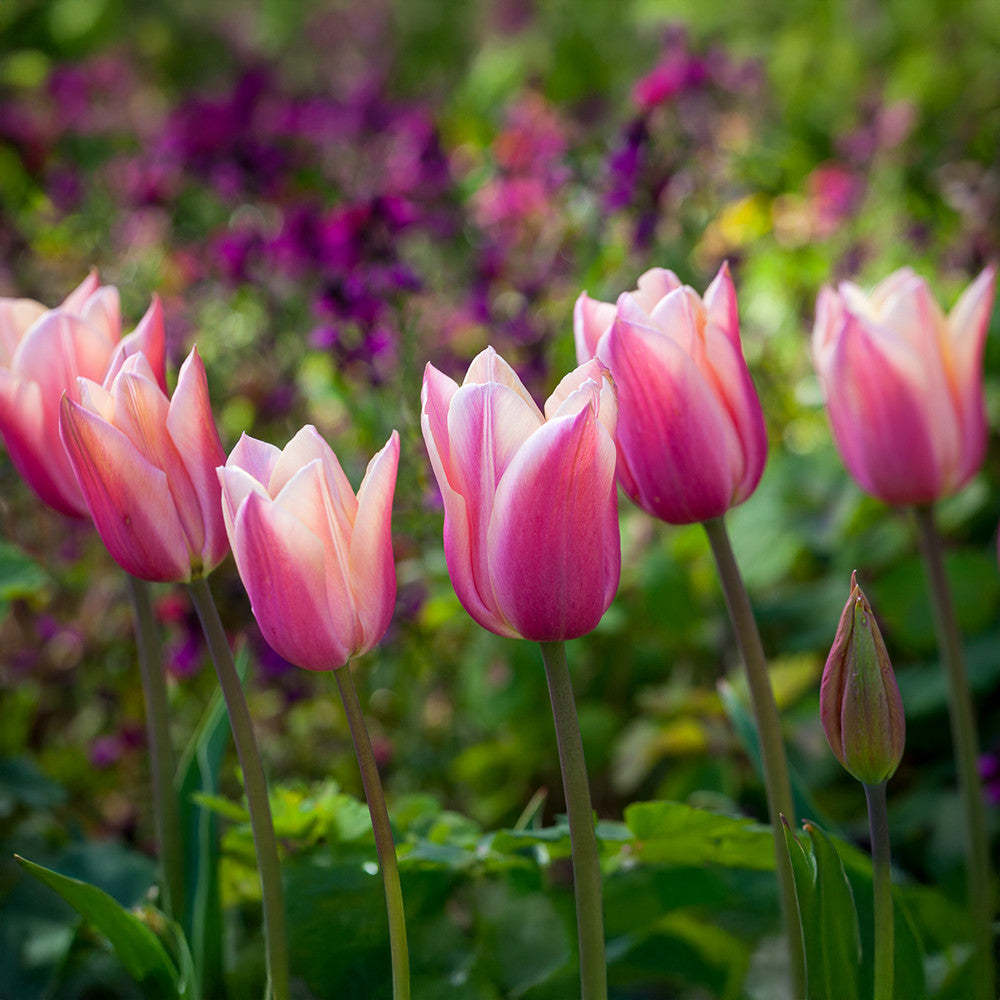Sarah Raven Bulbs Tulip Sanne Blumenzwiebeln 10 Stück apricot