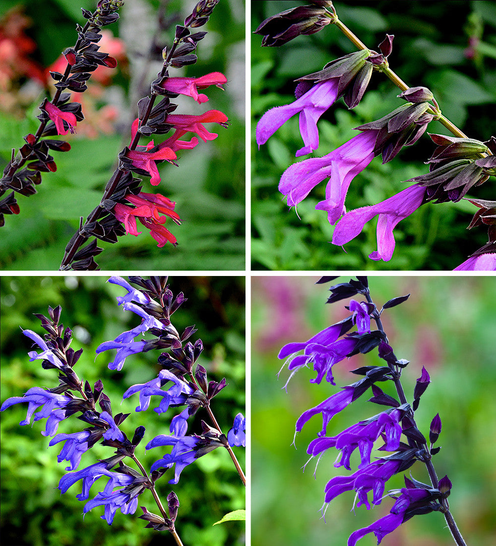 Sarah Raven Plants Ultimate Salvia Collection Pflanze 4x2L-Topf pink-blau