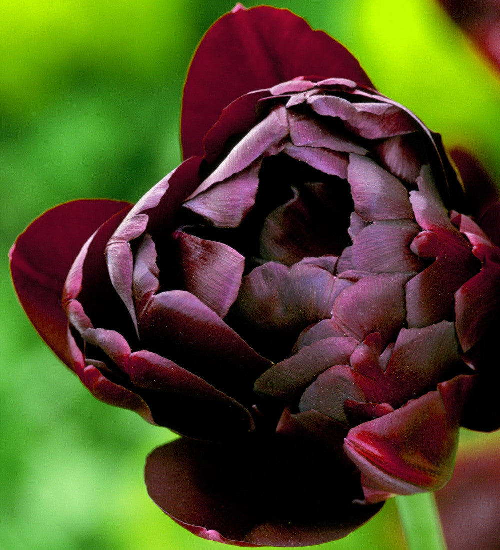 Sarah Raven Bulbs Sweet Wine Tulip Collection Blumenzwiebeln 20 Stück duftend