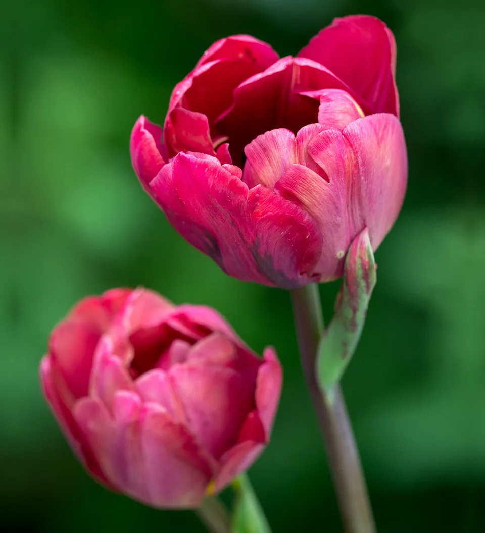 Sarah Raven Bulbs Tulip Ridgedale Tulpenzwiebeln 10 Stück kupferrot
