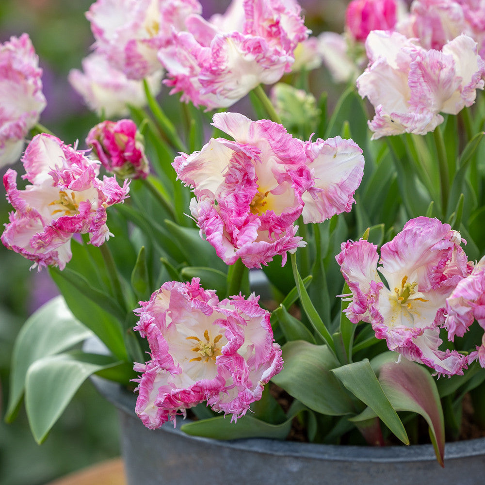 Sarah Raven Bulbs Tulpe Cabanna Zwiebeln 10 Zwiebeln parrot