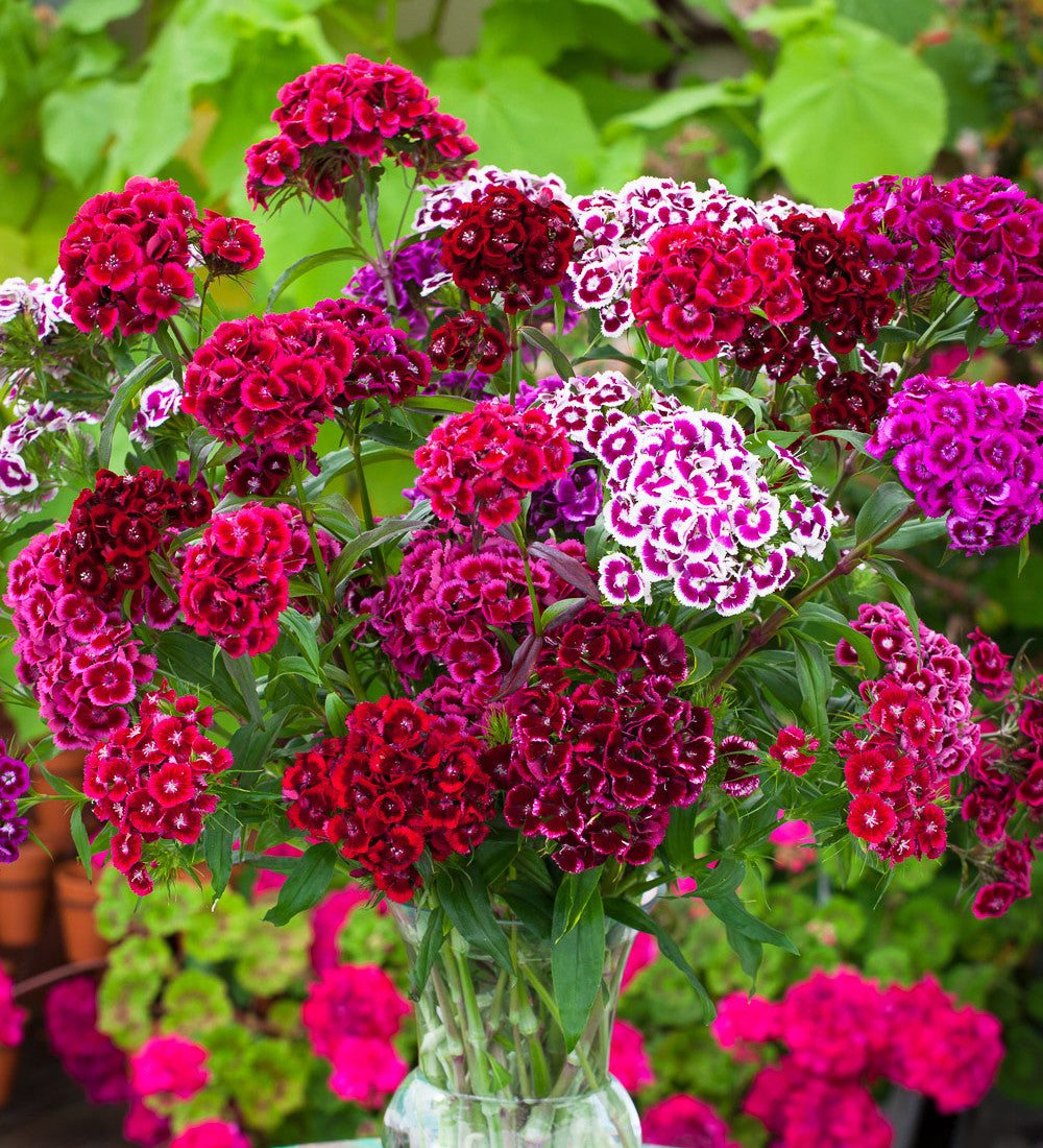 Sarah Raven Seeds Dianthus barbatus Electron Mix Bartnelkensamen 200 Samen