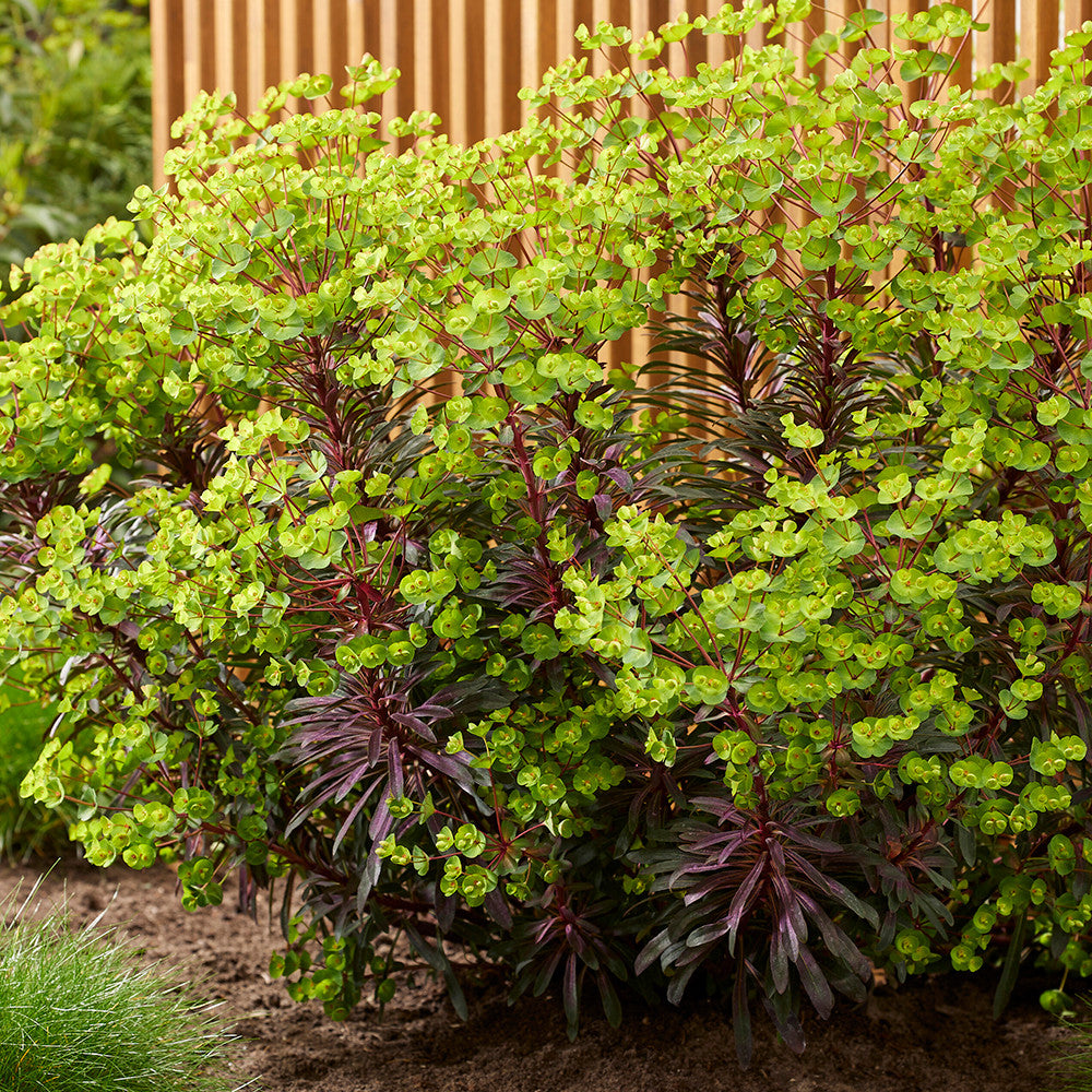Sarah Raven Plants Euphorbia Miners Merlot Pflanze 3x 9cm