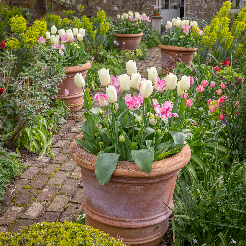 Sarah Raven Bulbs Doorstep Tulpenzwiebeln 30 Stück Mischung