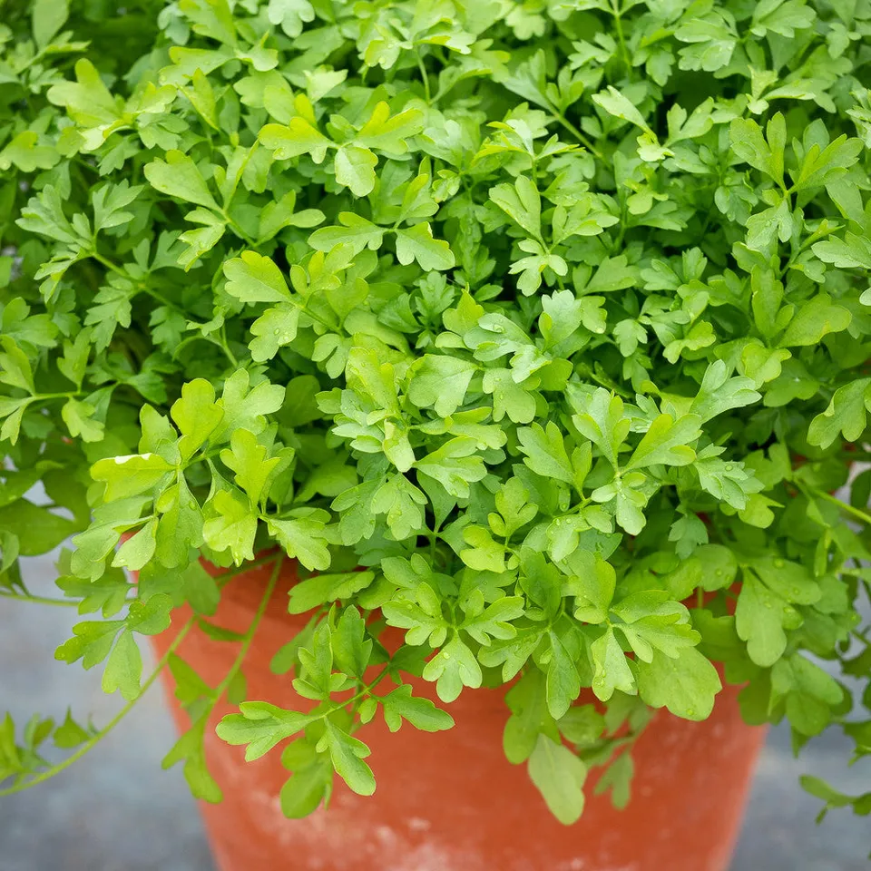 Sarah Raven Seeds Greek Cress Kressesamen 200 Samen winterhart