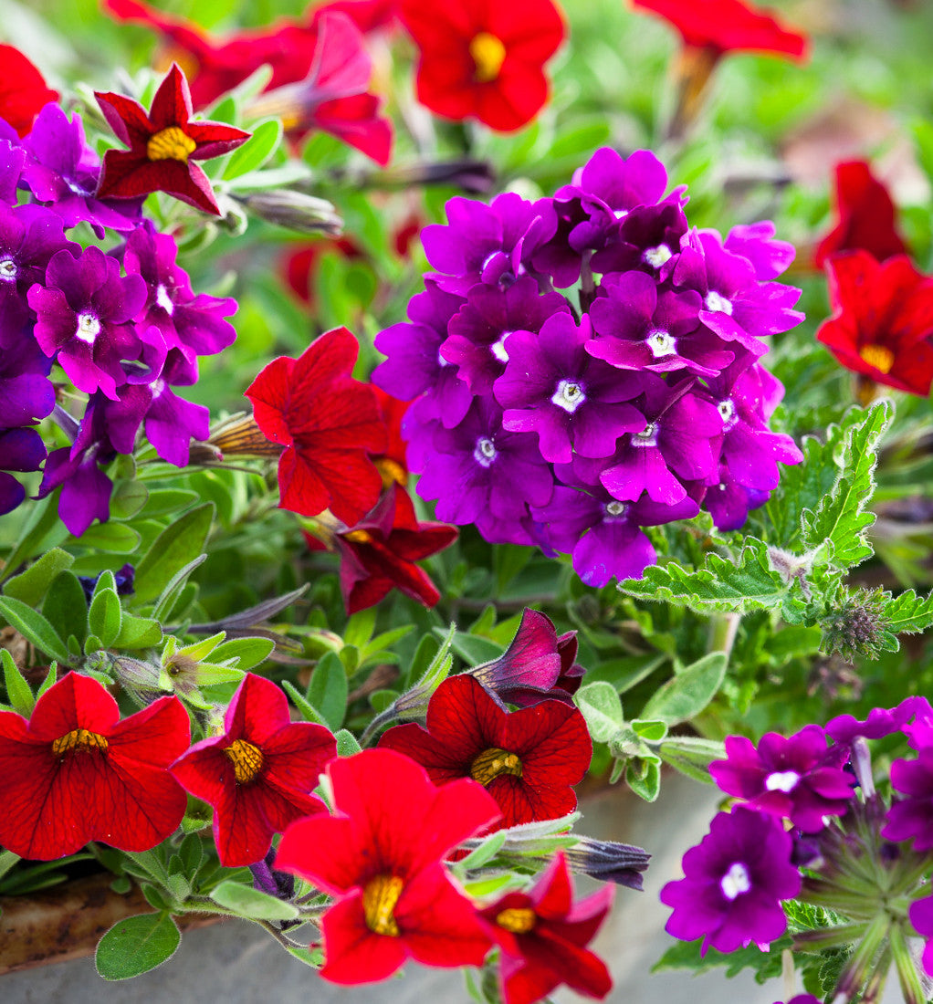 Sarah Raven Plants Amethyst Ruby Set 6x9cm Topf Balkonblumen