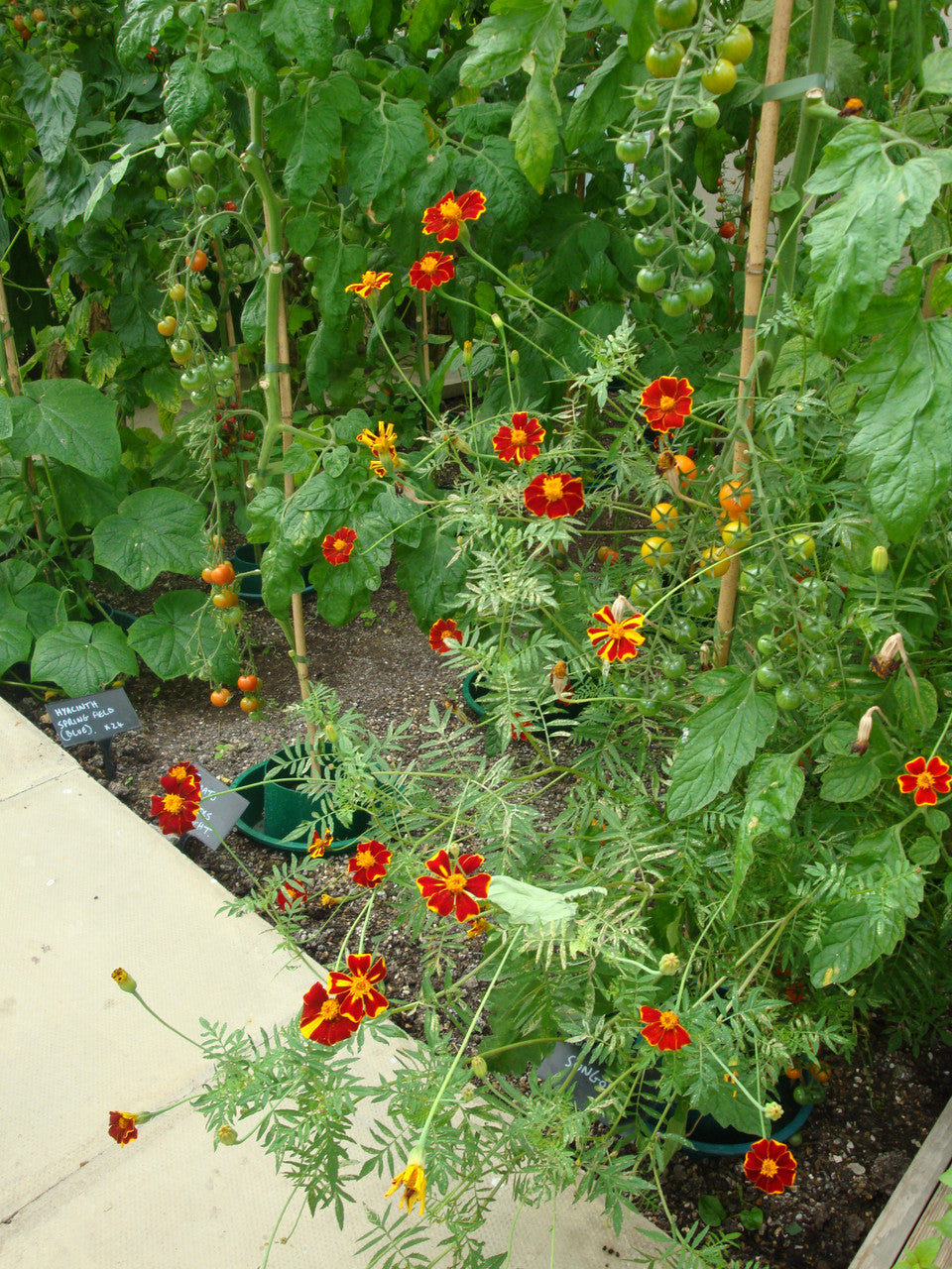 Sarah Raven Seeds Tagetes Burning Embers Blumensamen 50 Samen