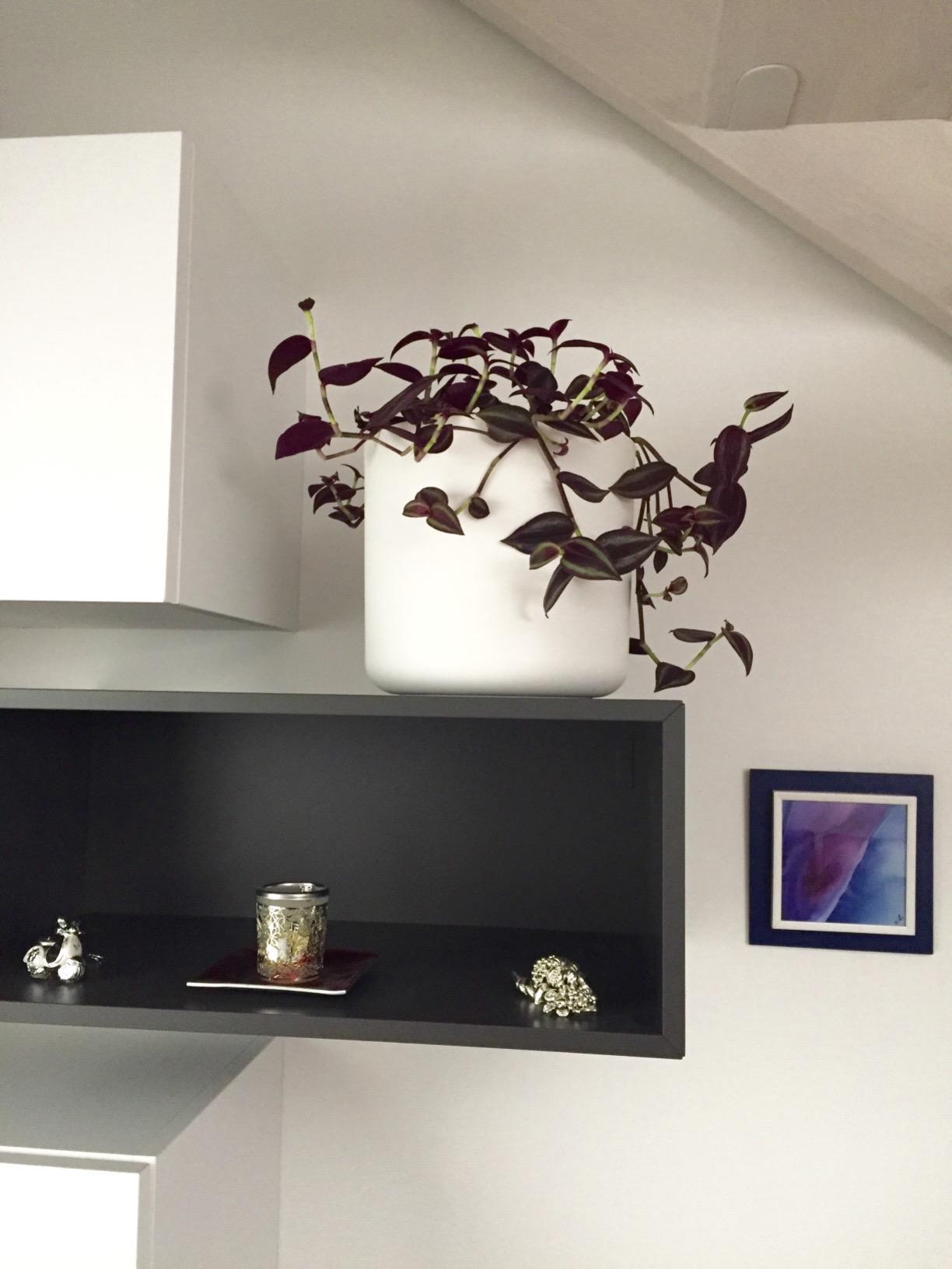 elho B.for Soft Blumentopf 25 cm Anthracite recycelt