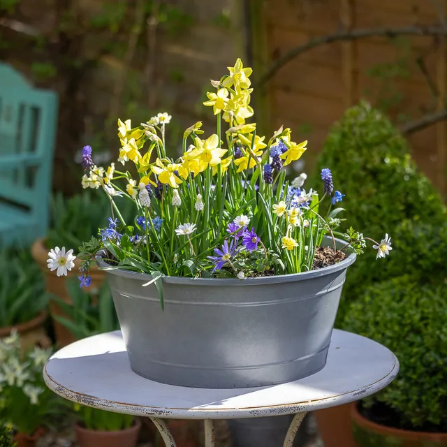 Sarah Raven Bulbs Toms Mini Garden Blumenzwiebeln 100 Stück Frühjahr