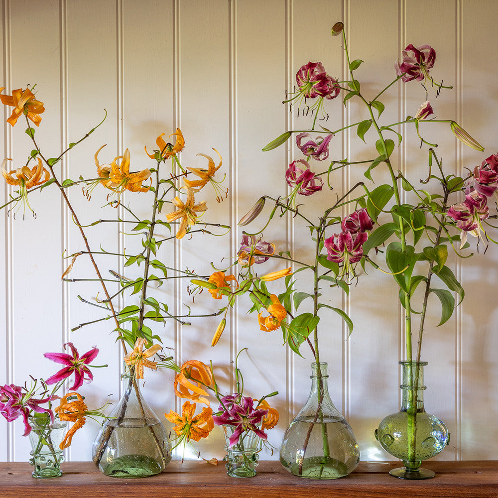 Sarah Raven Bulbs Everlasting Lilies Zwiebeln 6 Stk winterhart