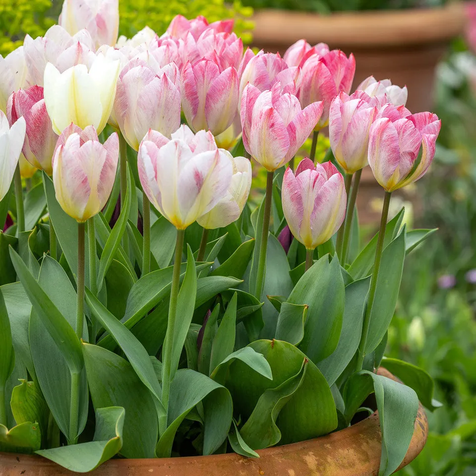 Sarah Raven Bulbs Tulpe Flaming Purissima Blumenzwiebel 10 Zwiebeln