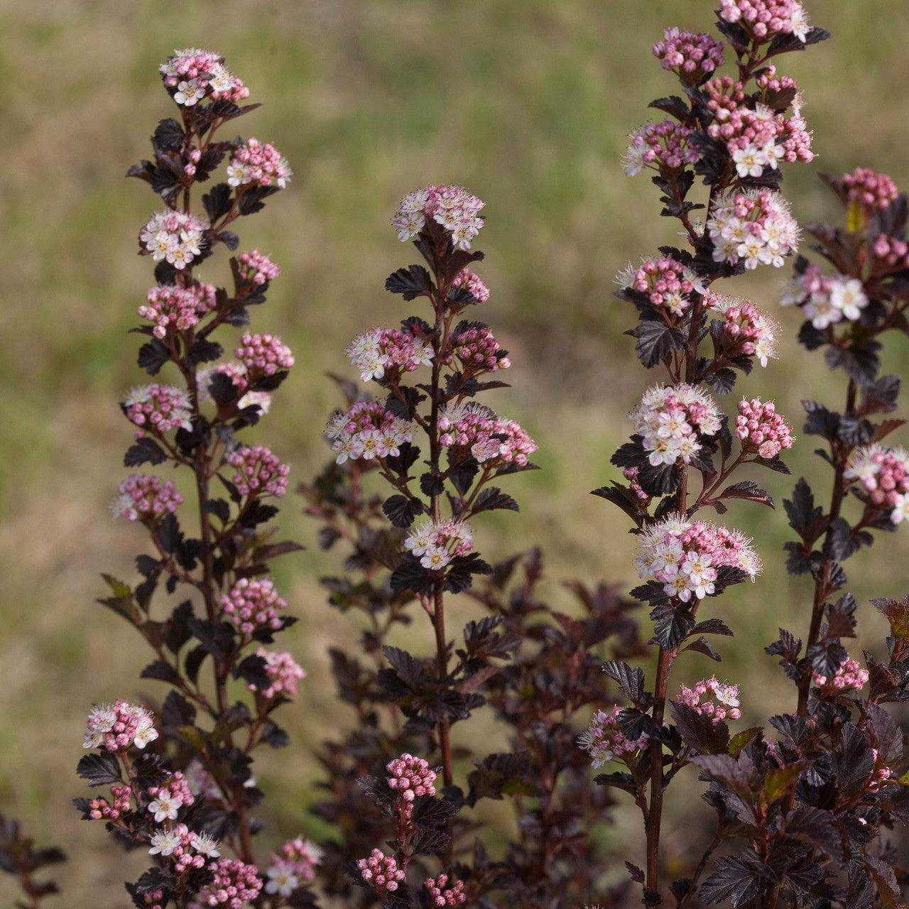Sarah Raven Plants Physocarpus Tiny Wine Pflanze 3-Liter-Topf
