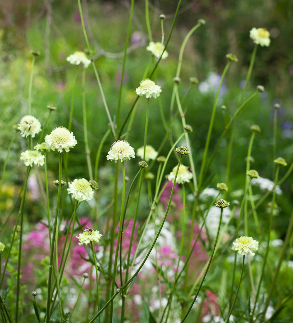 Sarah Raven Plants Cephalaria gigantea Staude 3x 9cm Topf gelb