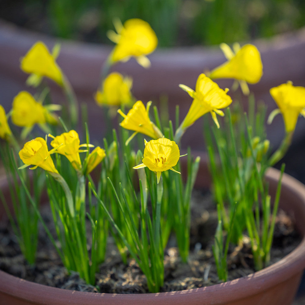 Sarah Raven Bulbs Narcissus Casual Elegance Narzissen 10 Blumenzwiebeln