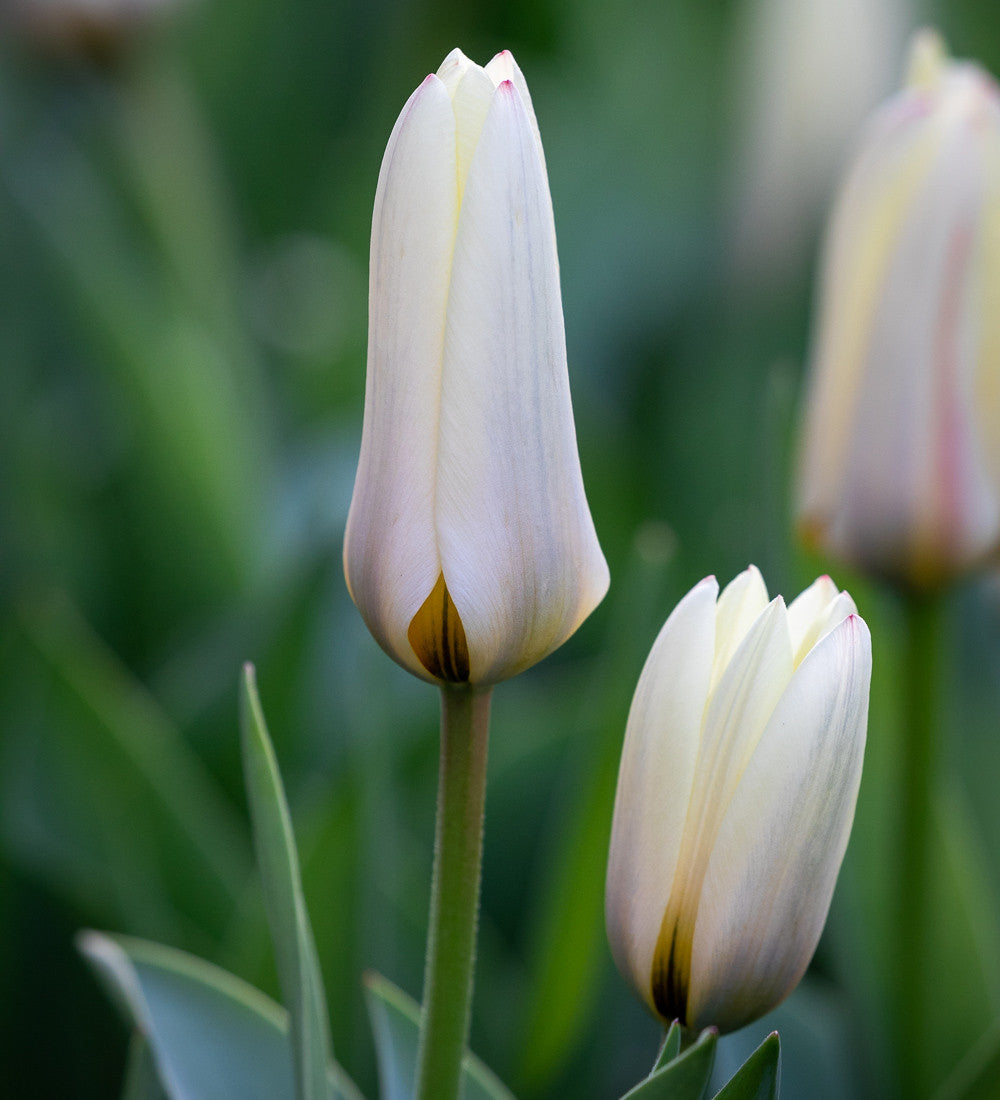 Sarah Raven Bulbs Tulip Camassia Drift Mix Blumenzwiebeln 80 Stück