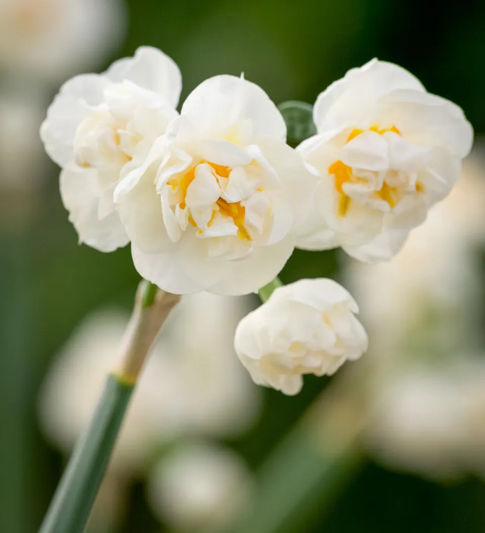 Sarah Raven Bulbs Narzisse Erlicheer Blumenzwiebeln 10 Stück duftend