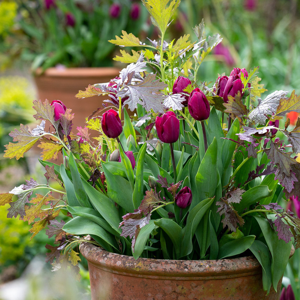 Sarah Raven Seeds Pot Topper Set Samen 2 Päckchen Mizuna Senf