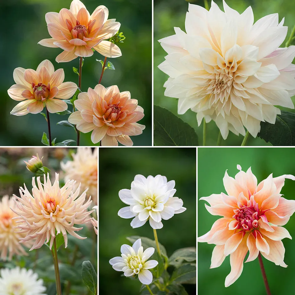 Sarah Raven Bulbs Soft Warm Dahlienkollektion Dahlienknollen 5 Stück rosa