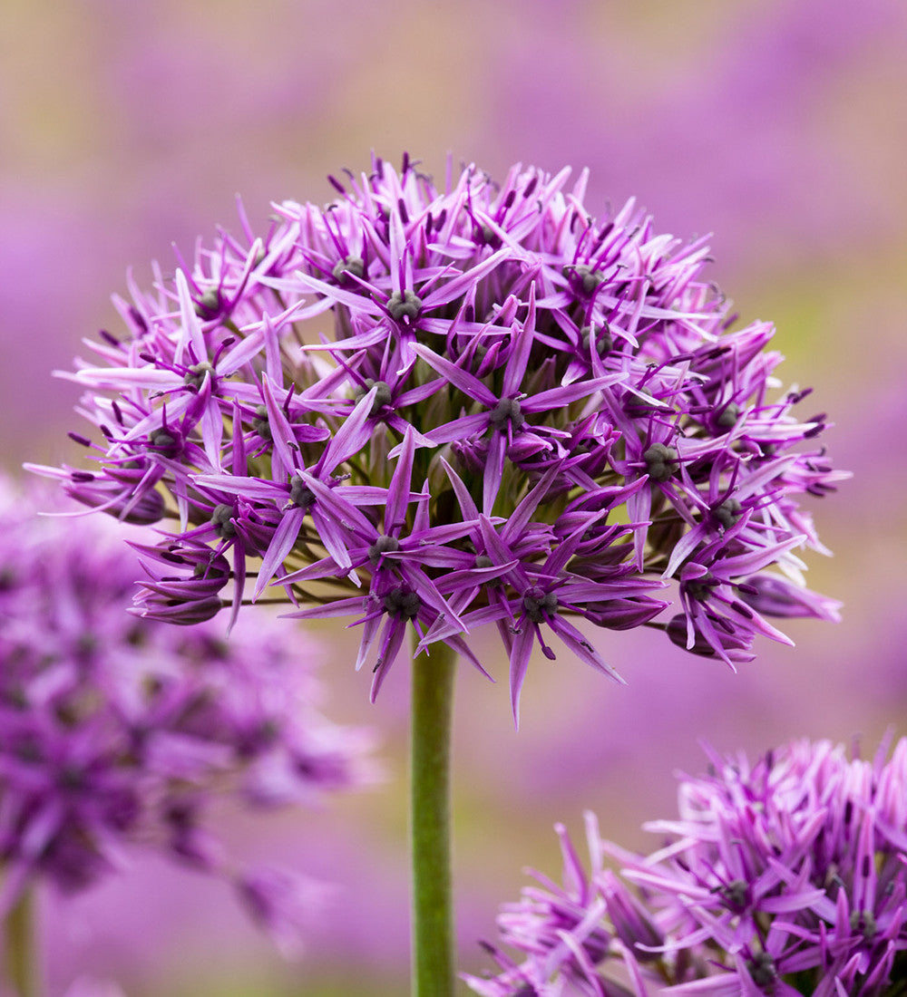 Sarah Raven Bulbs Zierlauch Violet Beauty Blumenzwiebeln 15 Stück