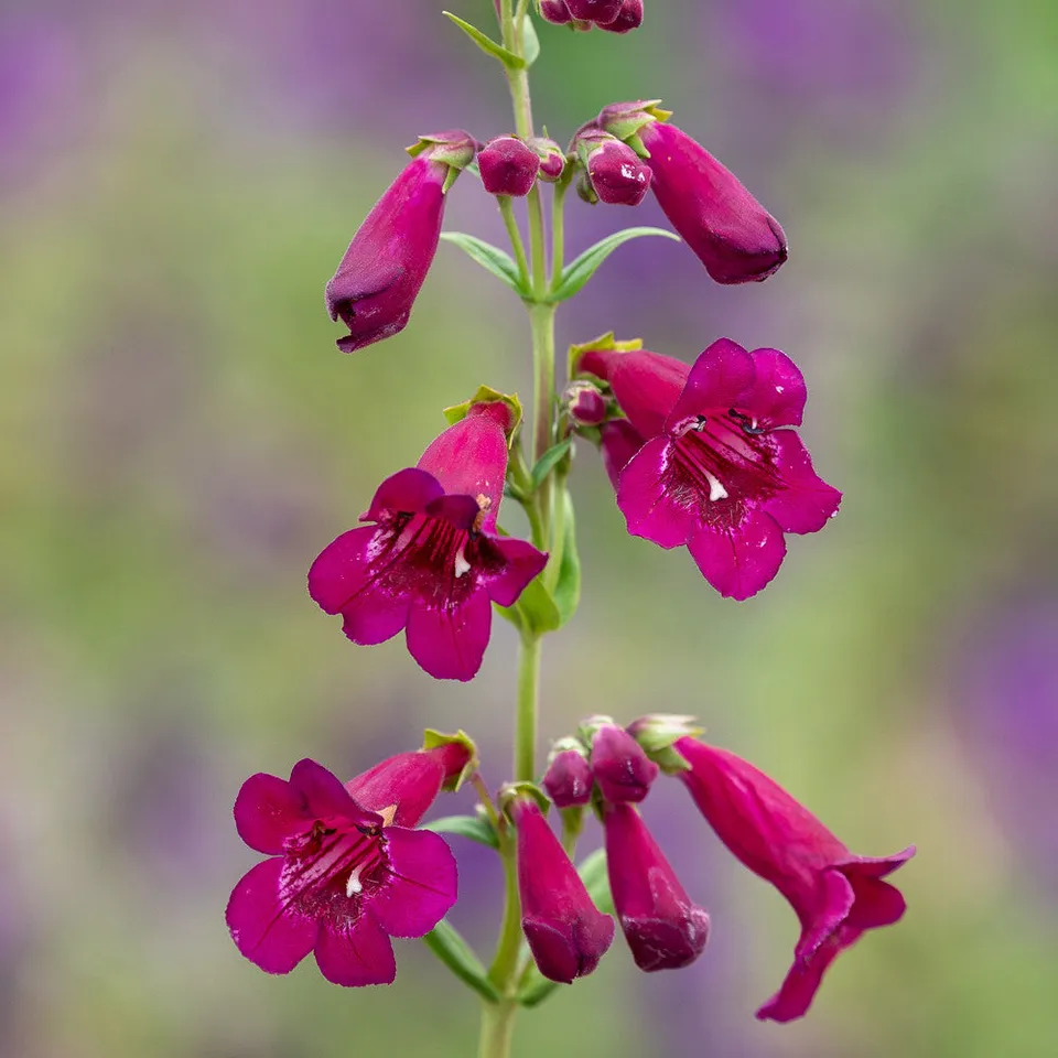 Sarah Raven Plants Penstemon Rich Ruby Gartenpflanze 3x9cm rot