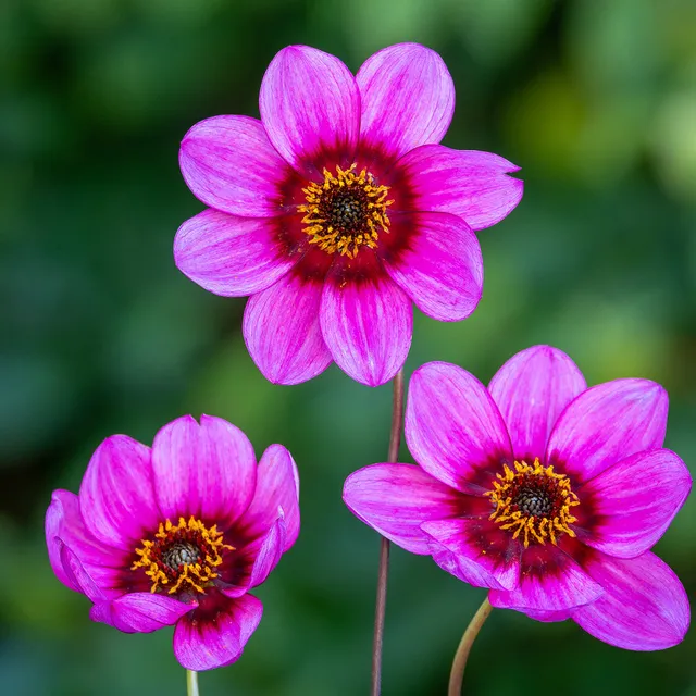 Sarah Raven Dahlia Ruths Choice Dahlienknolle rosa