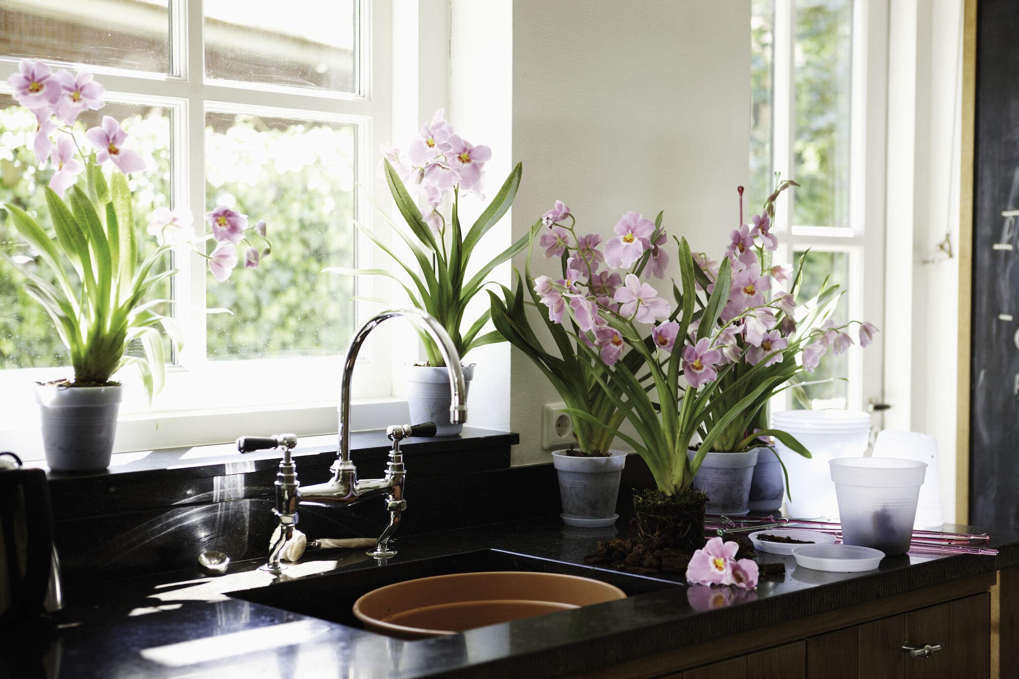 elho Green Basics Untersetzer 10 cm Transparent für Orchidee