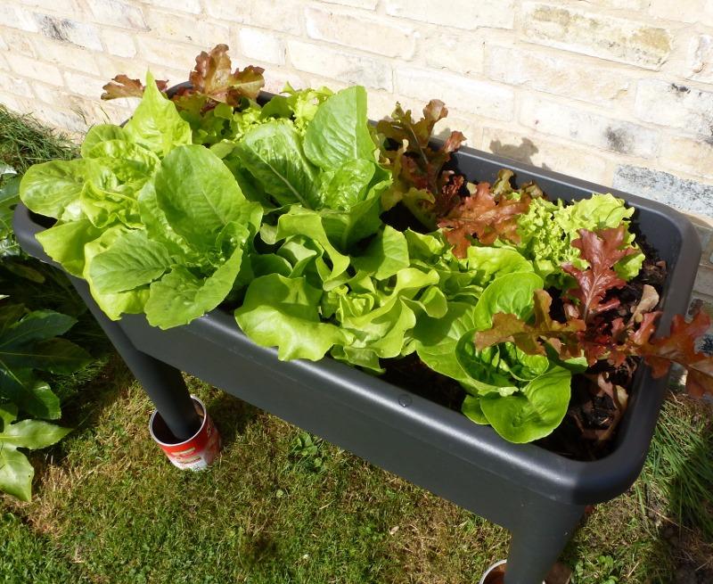 elho Green Basics Anzuchttisch XXL 75cm Living Schwarz recycelt