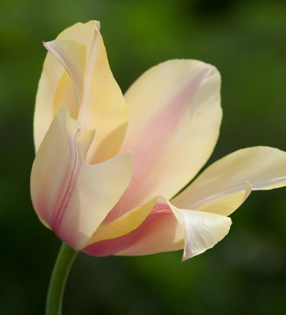 Sarah Raven Fruit Salad Tulpen Blumenzwiebeln 25 Stück apricot-lila