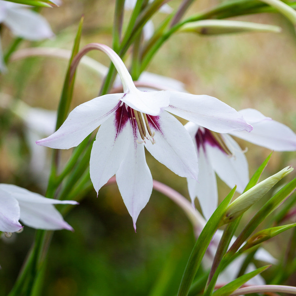 Sarah Raven Acidanthera Murielae Blumenzwiebeln 30 Knollen Duft