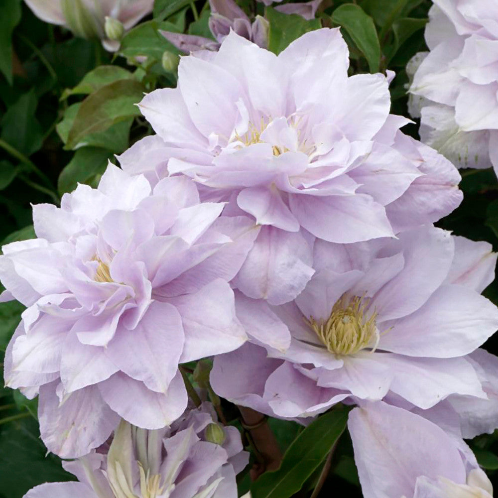 Sarah Raven Plants Clematis Bellissima Pflanze 2L lila gefüllt