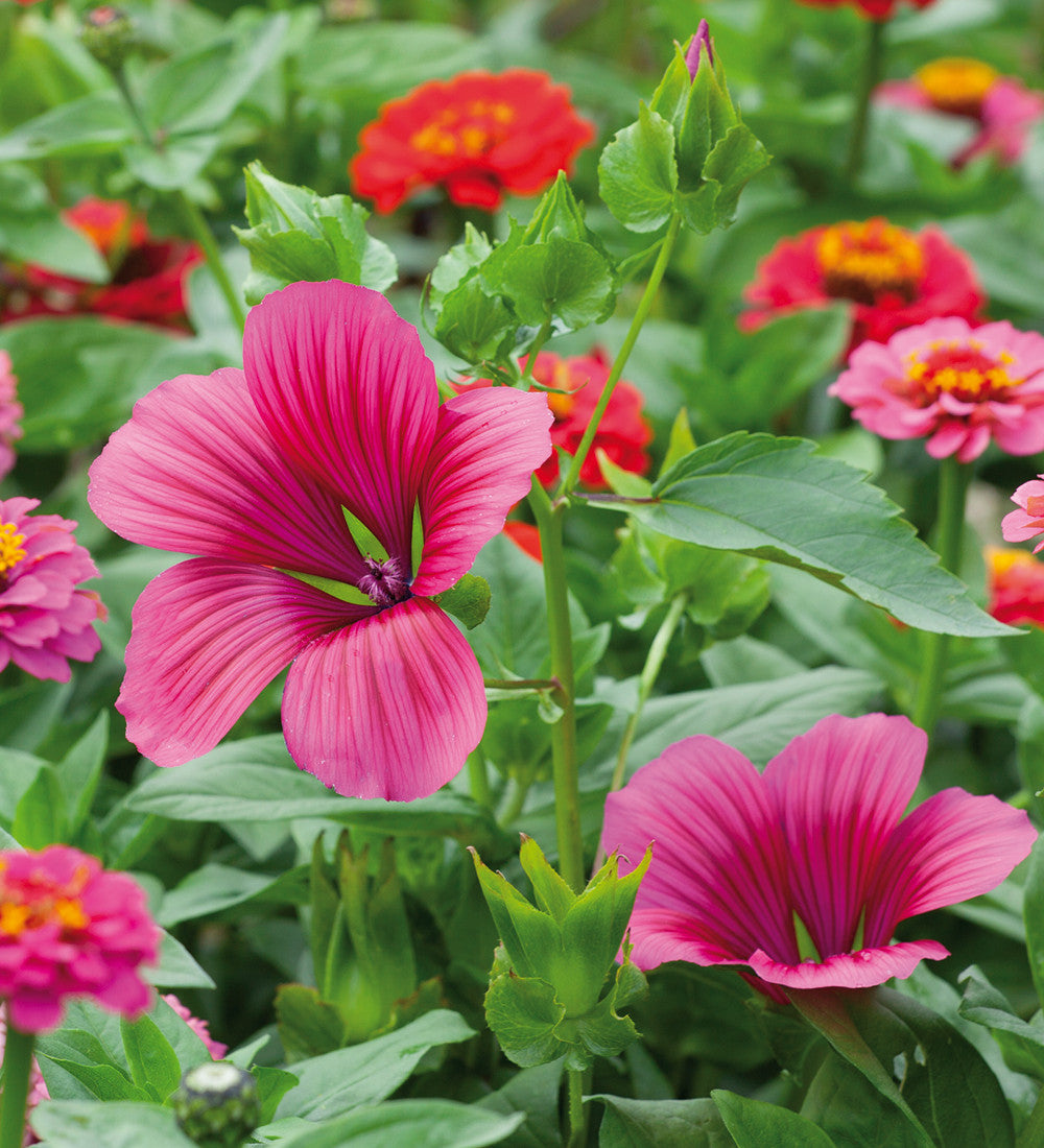 Sarah Raven Seeds Malope Vulcan Samen 70 Stück magenta