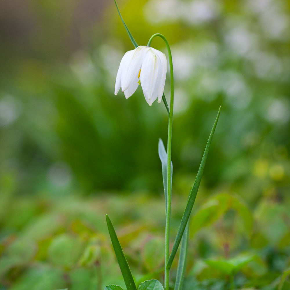 Sarah Raven Bulbs Fritillaria Alba Schachbrettblume 30 Zwiebeln weiß