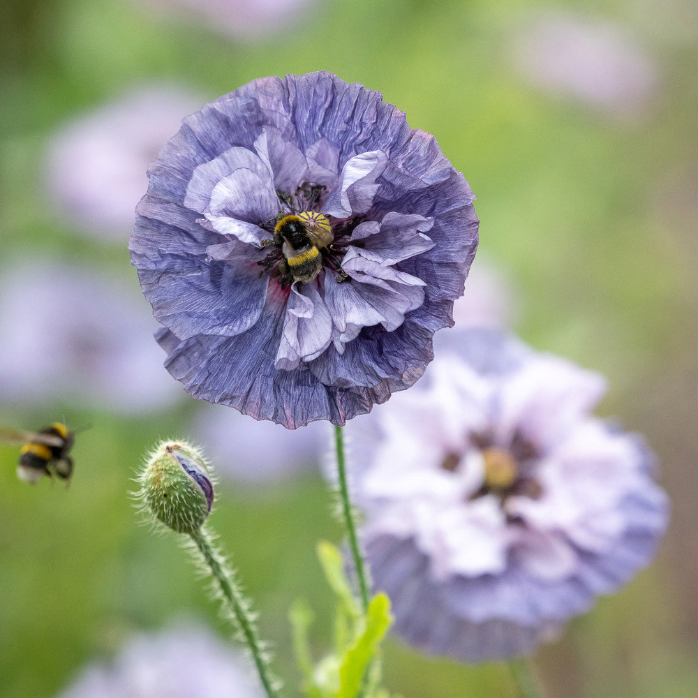 Sarah Raven Seeds Ethereal Poppy Collection Blumensamen 2 Tüten grau