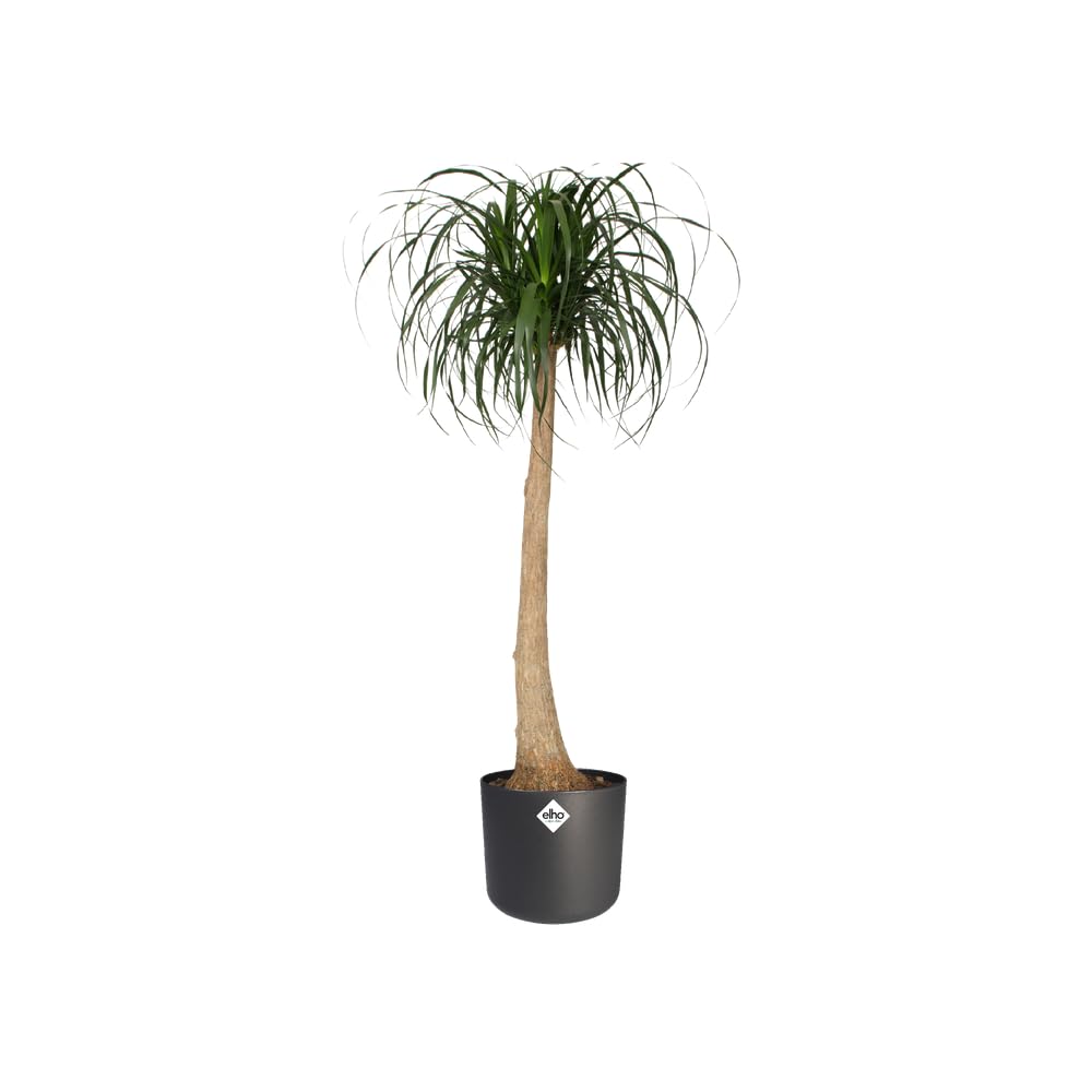 elho B.for Soft Blumentopf 22 cm Anthracite Bewässerung