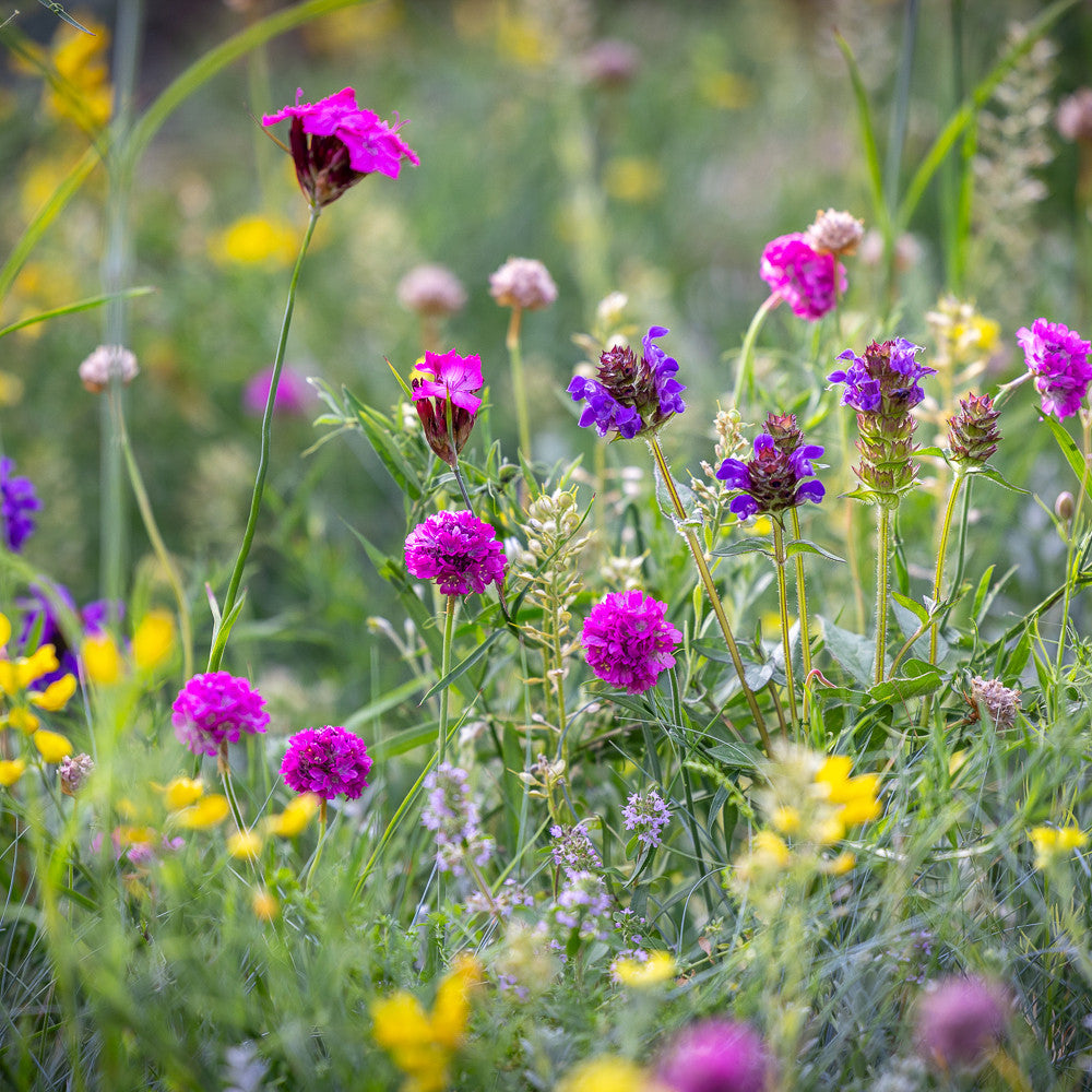 Sarah Raven Seeds Flowery Ground Cover Meadow Samen 6g + Shaker